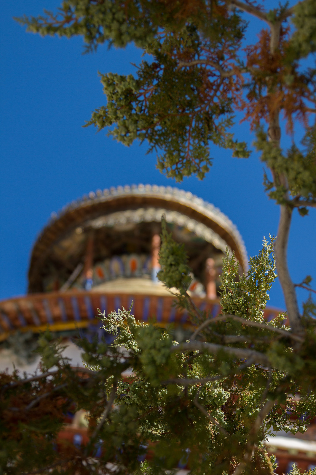 Ornate curved Tibetan temple roof against a deep blue sky, framed by juniper branches in the foreground.