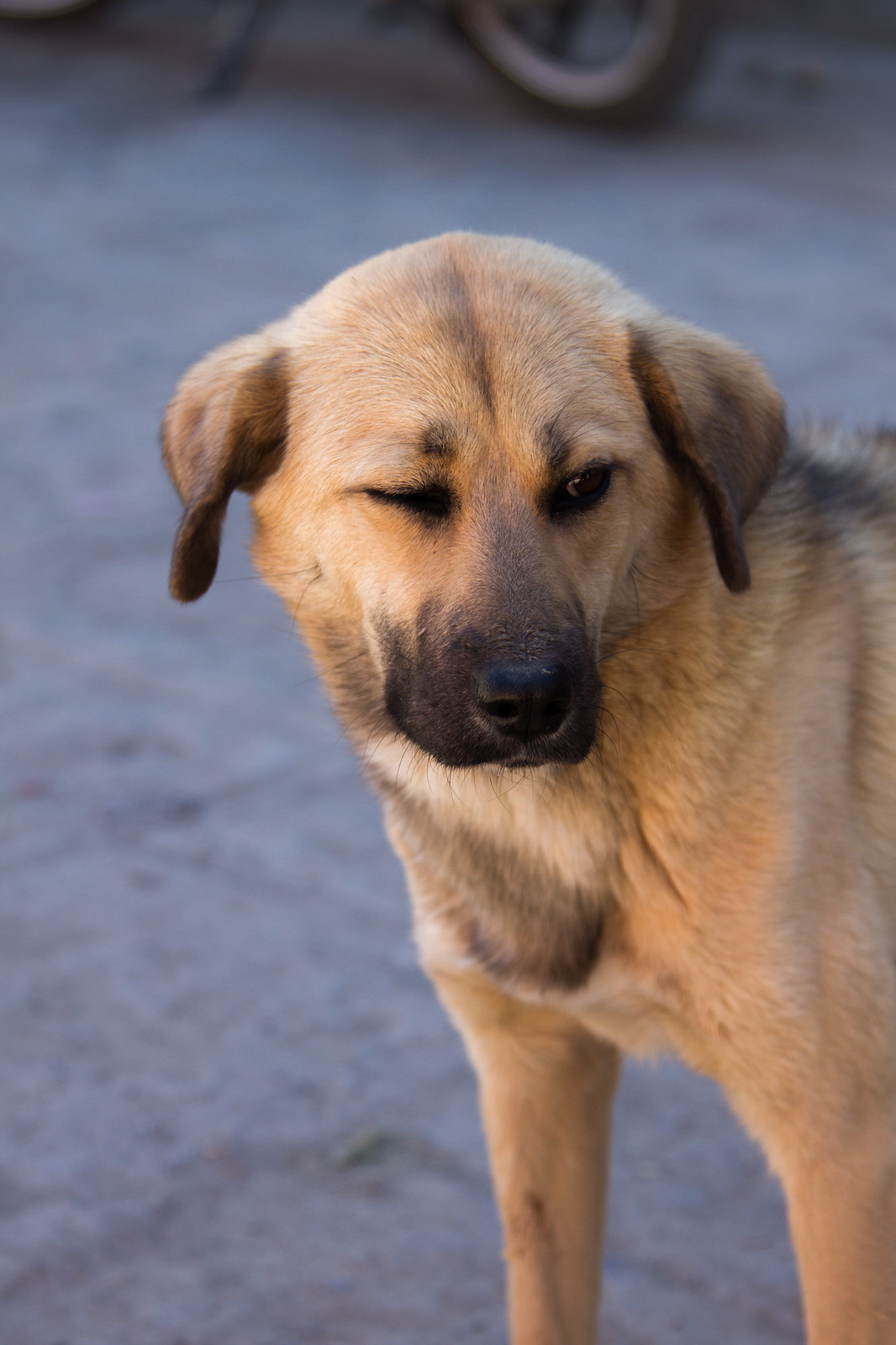 A tan dog with a dark muzzle and floppy ears stands on dusty ground, one eye squinting.