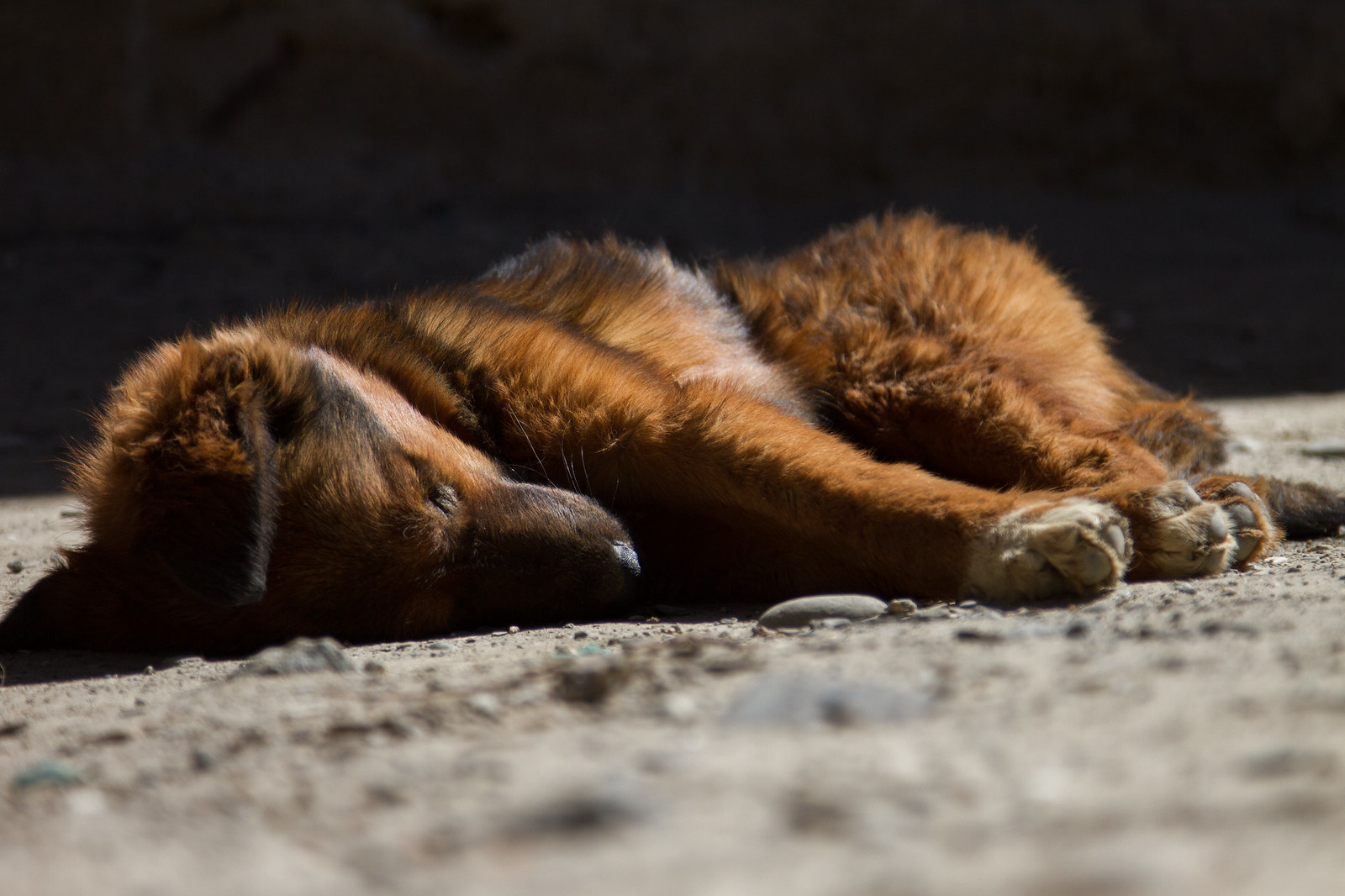 A reddish-brown puppy sleeping on sunlit dirt and gravel ground.