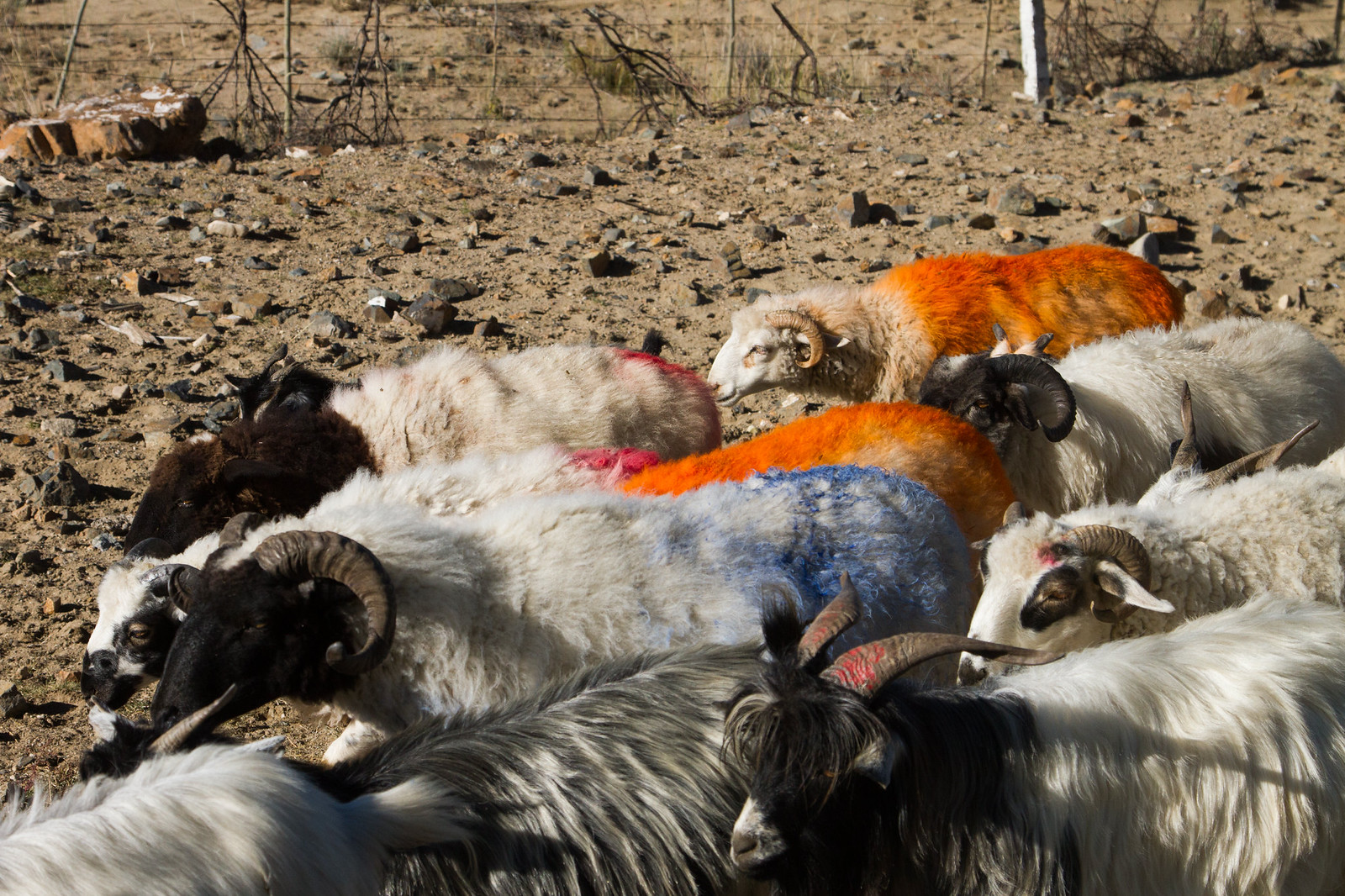 A herd of horned sheep and goats, their fleece dyed orange, blue, and red, huddled on rocky ground.