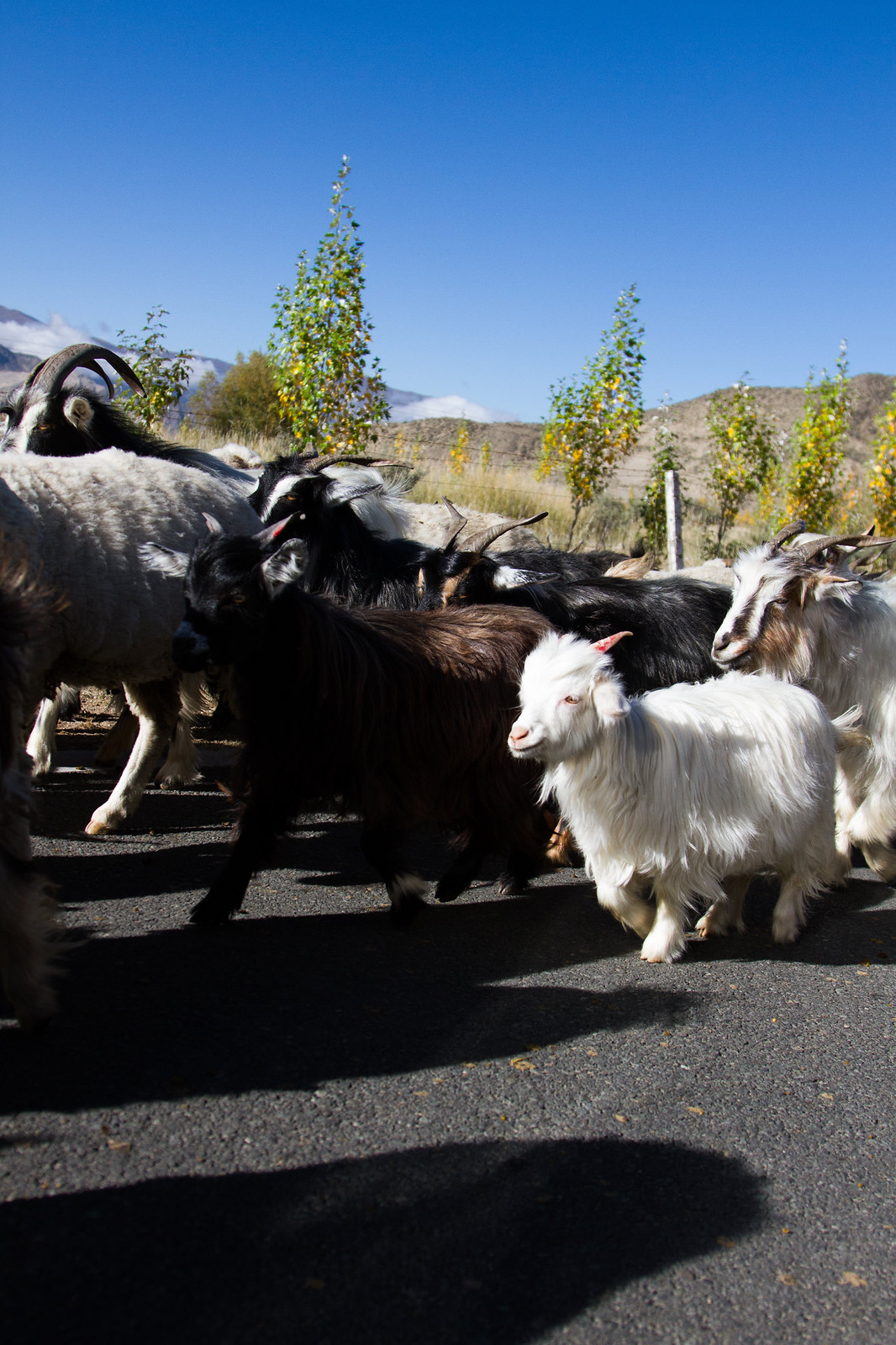 A herd of black, brown, and white goats being driven along a paved road with mountains behind.