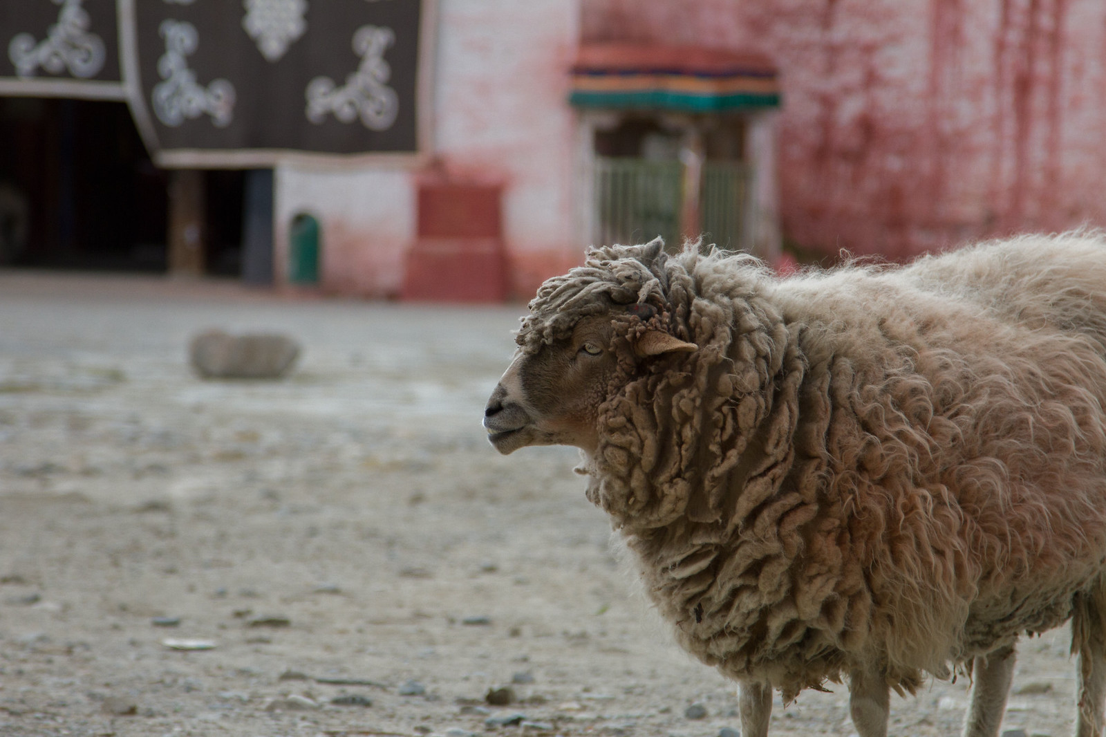 A thick-fleeced sheep stands on a stony courtyard before a pink Tibetan monastery wall.