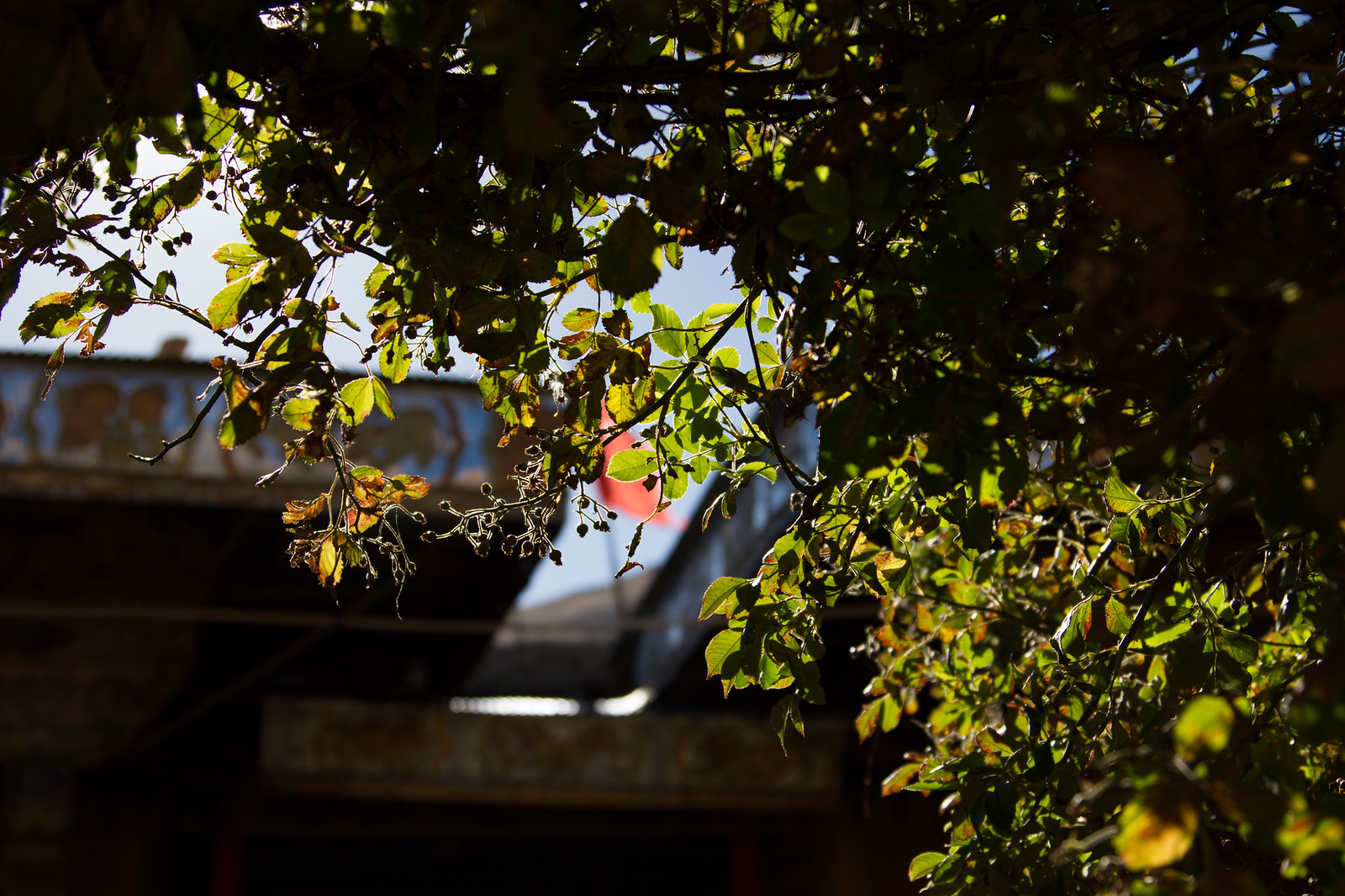 Sunlit tree branches frame a colorful painted Tibetan monastery roof with a red banner behind them.