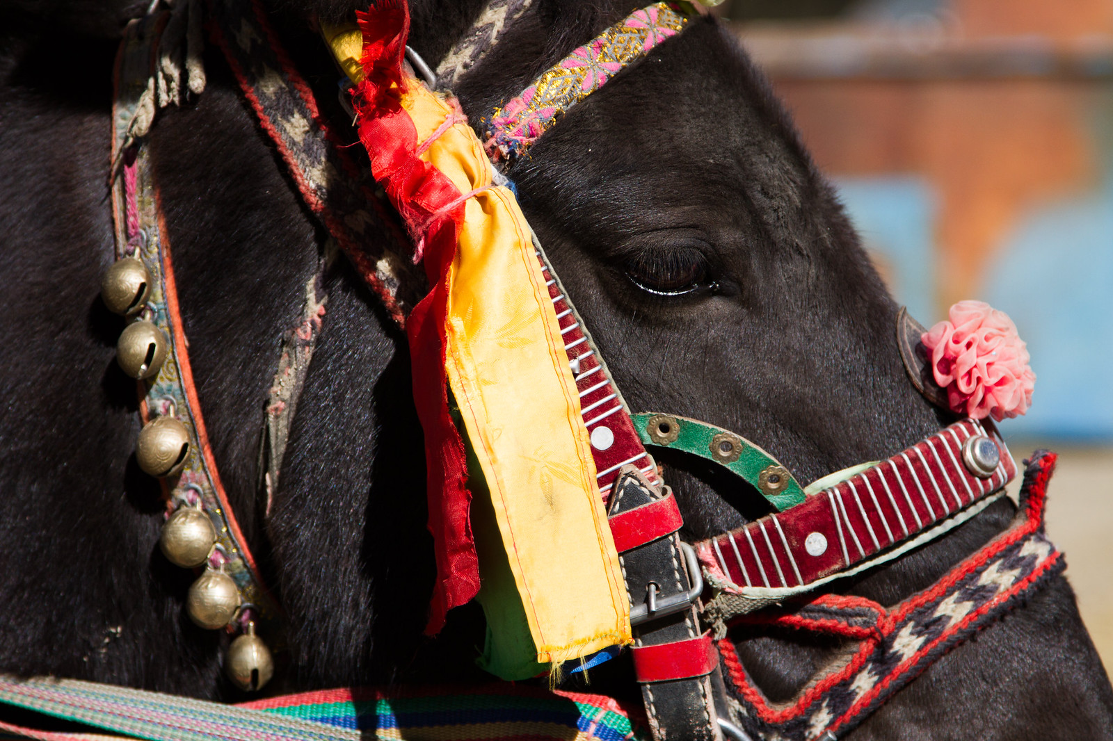 Close-up of a black horse decorated with a Tibetan bridle, brass bells, yellow silk, and a pink rosette.