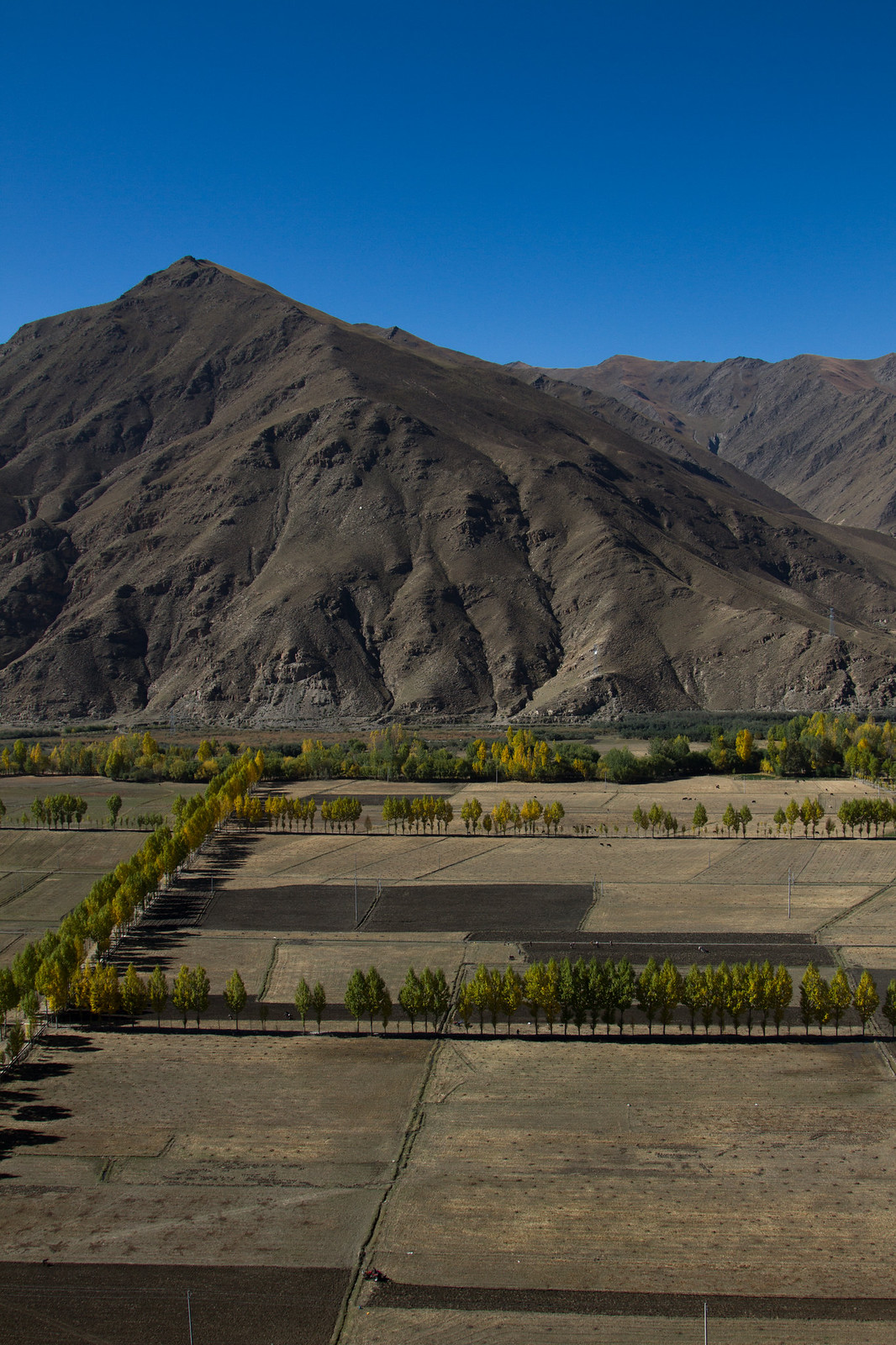 Rows of golden autumn poplars line barren cultivated fields below a barren brown Tibetan mountain under deep blue sky.