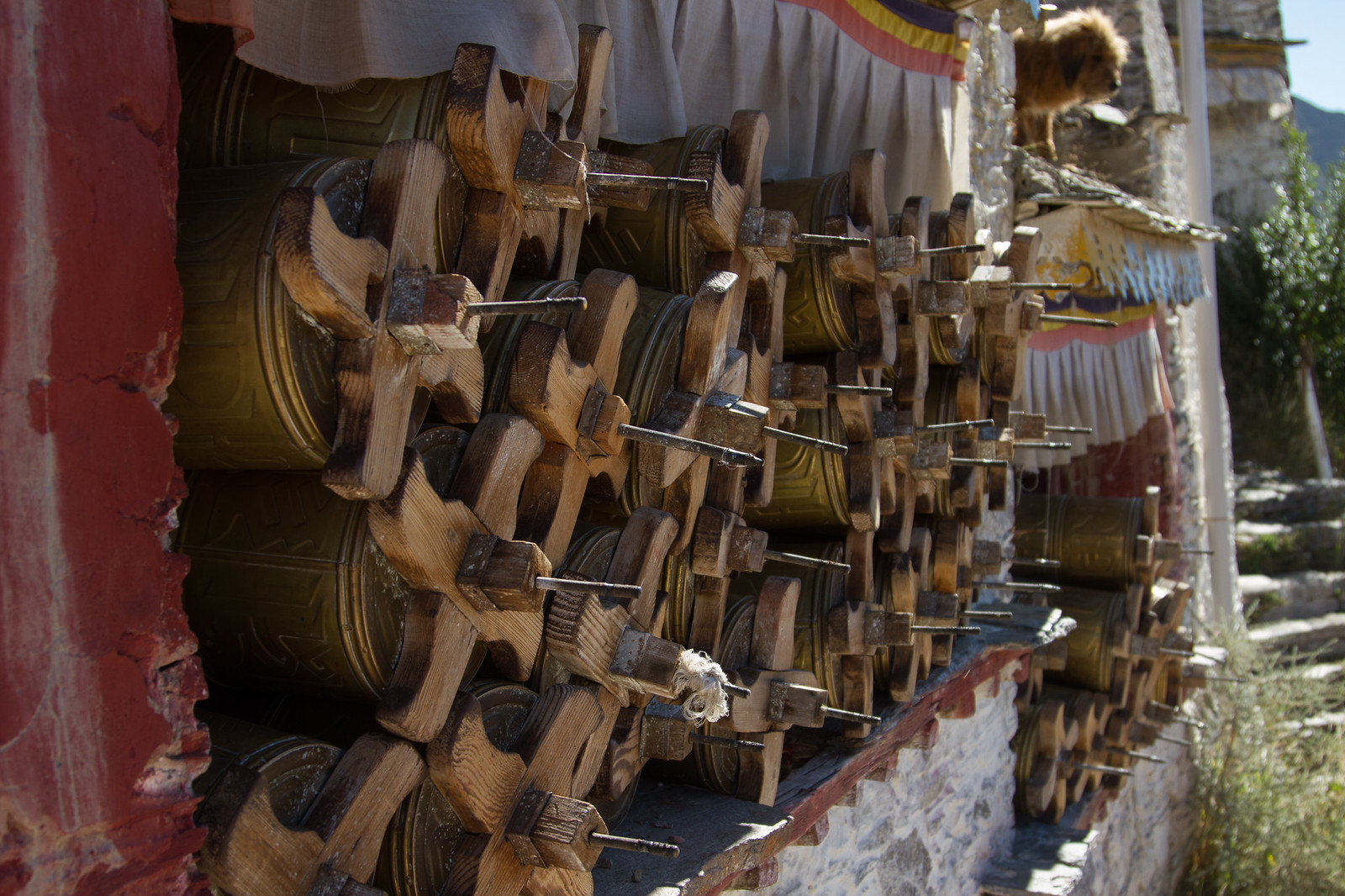 Rows of weathered wooden prayer wheels line a monastery wall as a small Tibetan mastiff looks down from a rooftop.