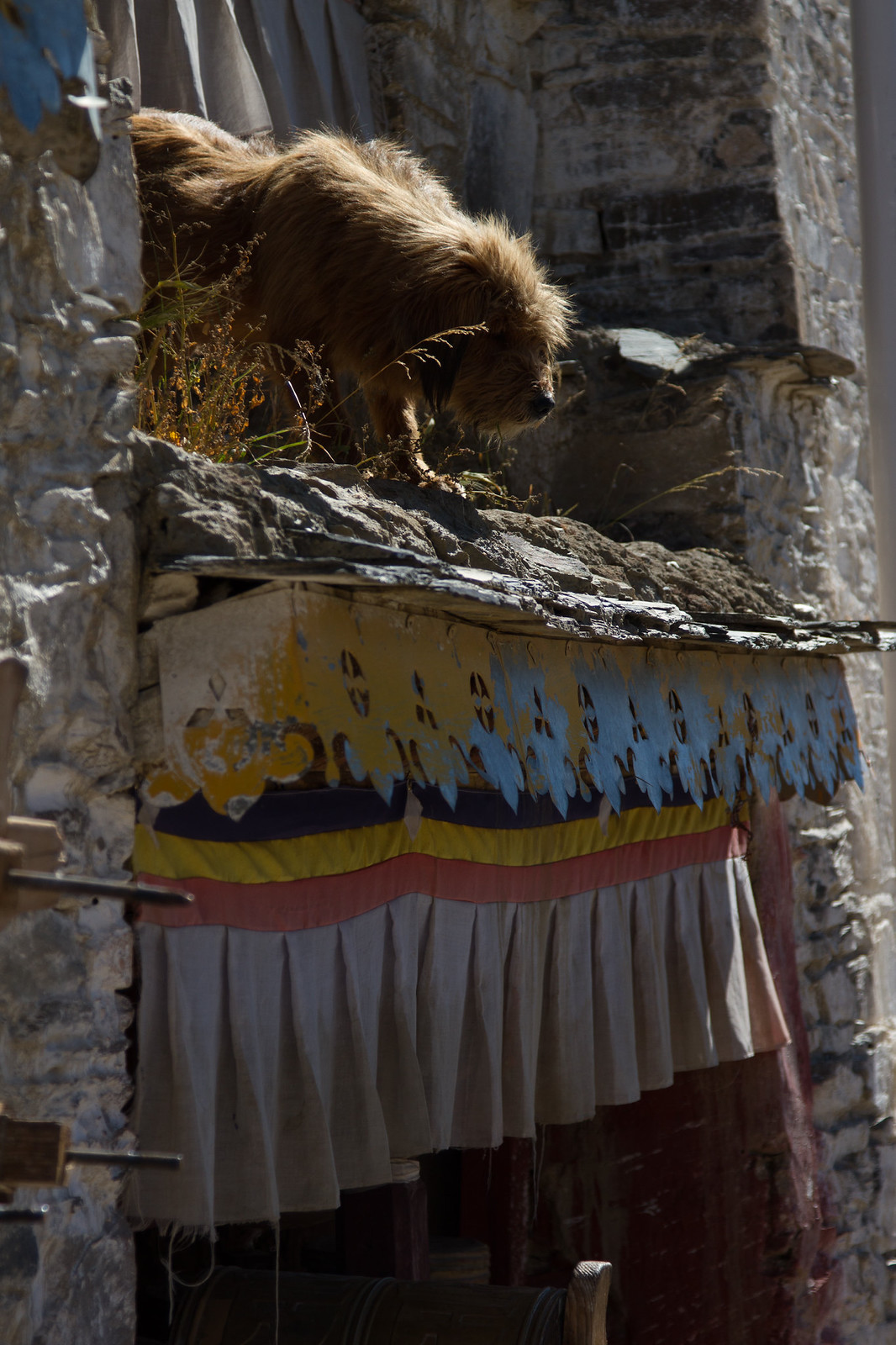 A shaggy brown dog peers down from a stone rooftop above a colorful pleated Tibetan doorway valance.